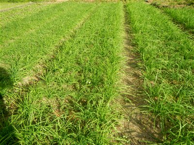 Vegetable plantations in Taal, Pulilan, Bulacan including the Scallion  Sibuyas na mura – green onion, scallion, berdeng sibuyas Spring onions(Philippines)Allium tuberosum (Philippines) Allium tuberos