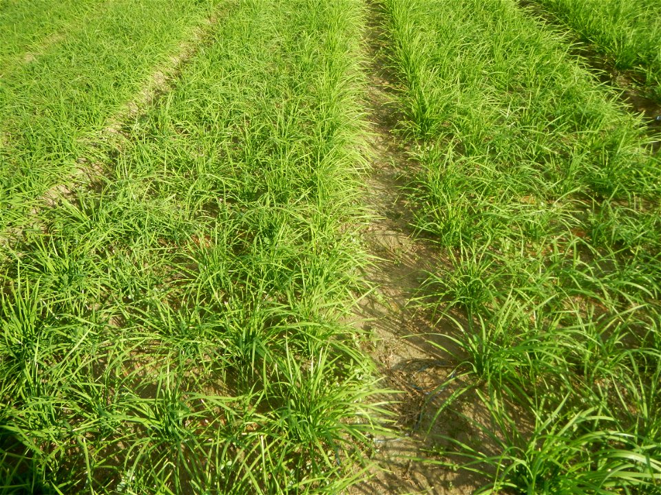 Vegetable plantations in Taal, Pulilan, Bulacan including the Scallion  Sibuyas na mura – green onion, scallion, berdeng sibuyas Spring onions(Philippines)Allium tuberosum (Philippines) Allium tuberos