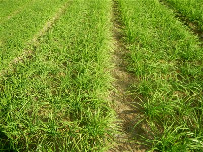 Vegetable plantations in Taal, Pulilan, Bulacan including the Scallion  Sibuyas na mura – green onion, scallion, berdeng sibuyas Spring onions(Philippines)Allium tuberosum (Philippines) Allium tuberos