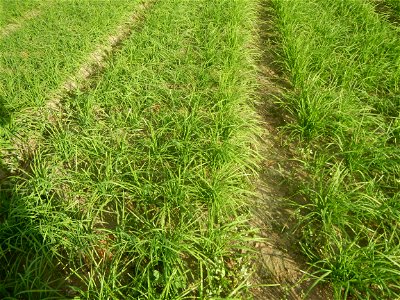 Vegetable plantations in Taal, Pulilan, Bulacan including the Scallion  Sibuyas na mura – green onion, scallion, berdeng sibuyas Spring onions(Philippines)Allium tuberosum (Philippines) Allium tuberos