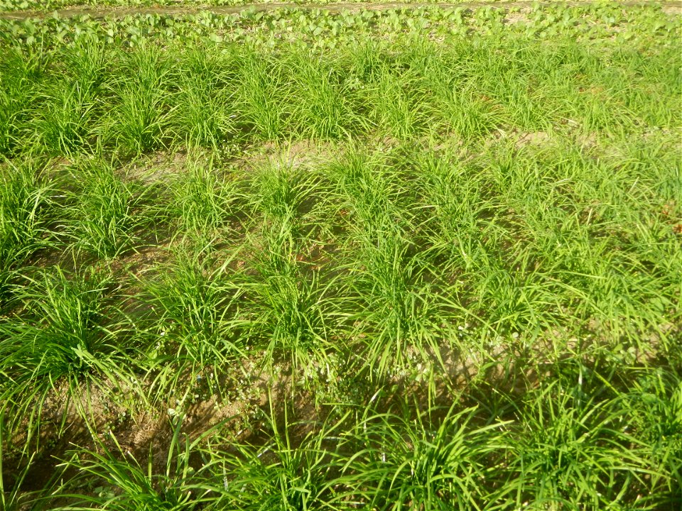 Vegetable plantations in Taal, Pulilan, Bulacan including the Scallion  Sibuyas na mura – green onion, scallion, berdeng sibuyas Spring onions(Philippines)Allium tuberosum (Philippines) Allium tuberos