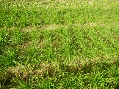 Vegetable plantations in Taal, Pulilan, Bulacan including the Scallion  Sibuyas na mura – green onion, scallion, berdeng sibuyas Spring onions(Philippines)Allium tuberosum (Philippines) Allium tuberos