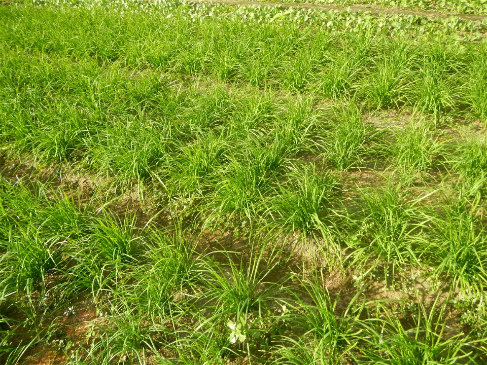 Vegetable plantations in Taal, Pulilan, Bulacan including the Scallion  Sibuyas na mura – green onion, scallion, berdeng sibuyas Spring onions(Philippines)Allium tuberosum (Philippines) Allium tuberos