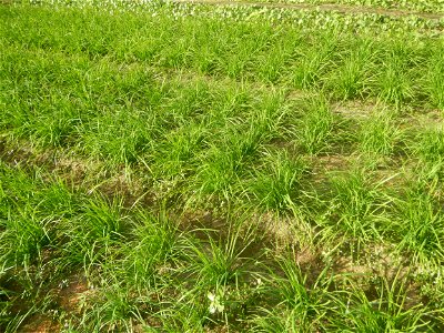Vegetable plantations in Taal, Pulilan, Bulacan including the Scallion  Sibuyas na mura – green onion, scallion, berdeng sibuyas Spring onions(Philippines)Allium tuberosum (Philippines) Allium tuberos