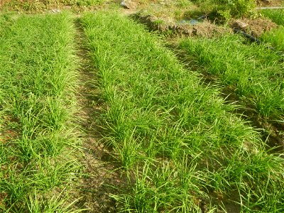 Vegetable plantations in Taal, Pulilan, Bulacan including the Scallion  Sibuyas na mura – green onion, scallion, berdeng sibuyas Spring onions(Philippines)Allium tuberosum (Philippines) Allium tuberos