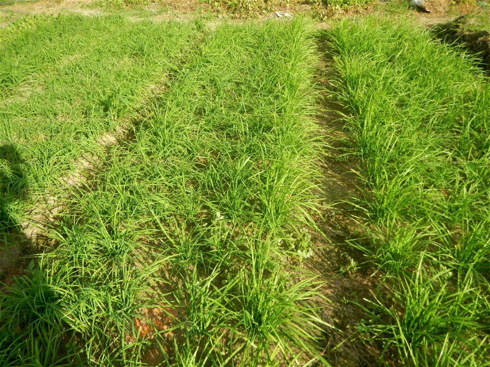 Vegetable plantations in Taal, Pulilan, Bulacan including the Scallion  Sibuyas na mura – green onion, scallion, berdeng sibuyas Spring onions(Philippines)Allium tuberosum (Philippines) Allium tuberos
