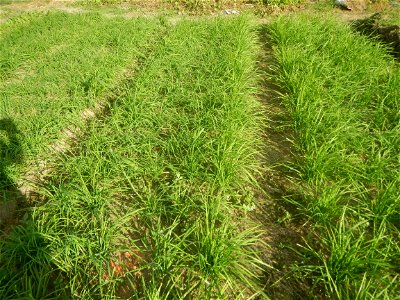 Vegetable plantations in Taal, Pulilan, Bulacan including the Scallion  Sibuyas na mura – green onion, scallion, berdeng sibuyas Spring onions(Philippines)Allium tuberosum (Philippines) Allium tuberos