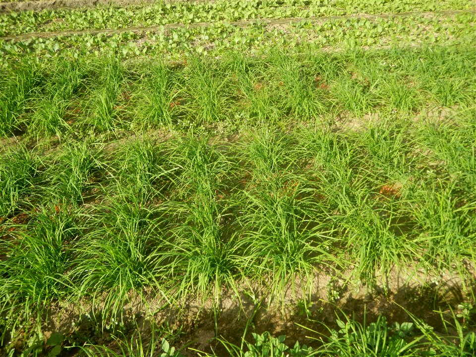 Vegetable plantations in Taal, Pulilan, Bulacan including the Scallion  Sibuyas na mura – green onion, scallion, berdeng sibuyas Spring onions(Philippines)Allium tuberosum (Philippines) Allium tuberos