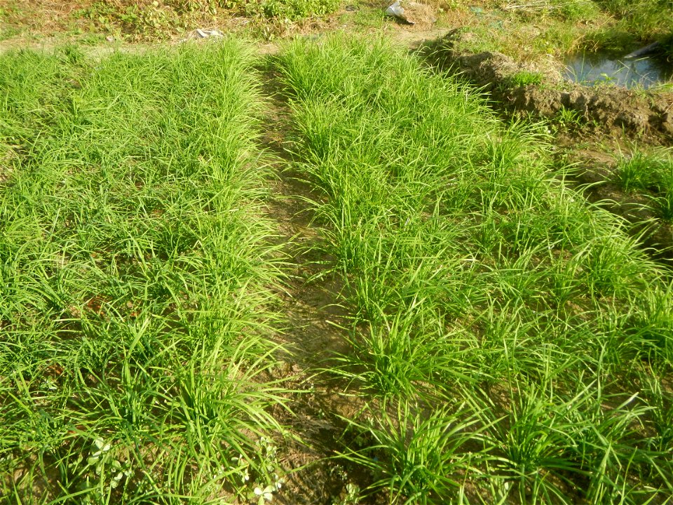 Vegetable plantations in Taal, Pulilan, Bulacan including the Scallion  Sibuyas na mura – green onion, scallion, berdeng sibuyas Spring onions(Philippines)Allium tuberosum (Philippines) Allium tuberos