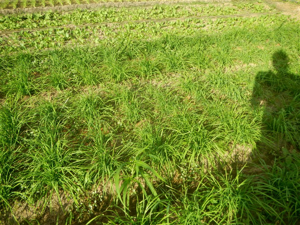 Vegetable plantations in Taal, Pulilan, Bulacan including the Scallion  Sibuyas na mura – green onion, scallion, berdeng sibuyas Spring onions(Philippines)Allium tuberosum (Philippines) Allium tuberos