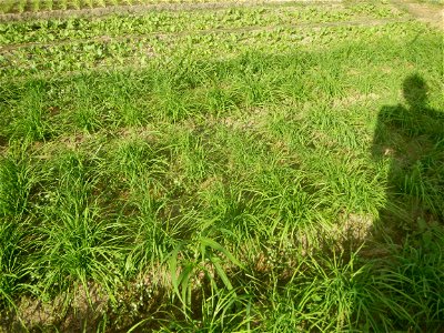 Vegetable plantations in Taal, Pulilan, Bulacan including the Scallion  Sibuyas na mura – green onion, scallion, berdeng sibuyas Spring onions(Philippines)Allium tuberosum (Philippines) Allium tuberos