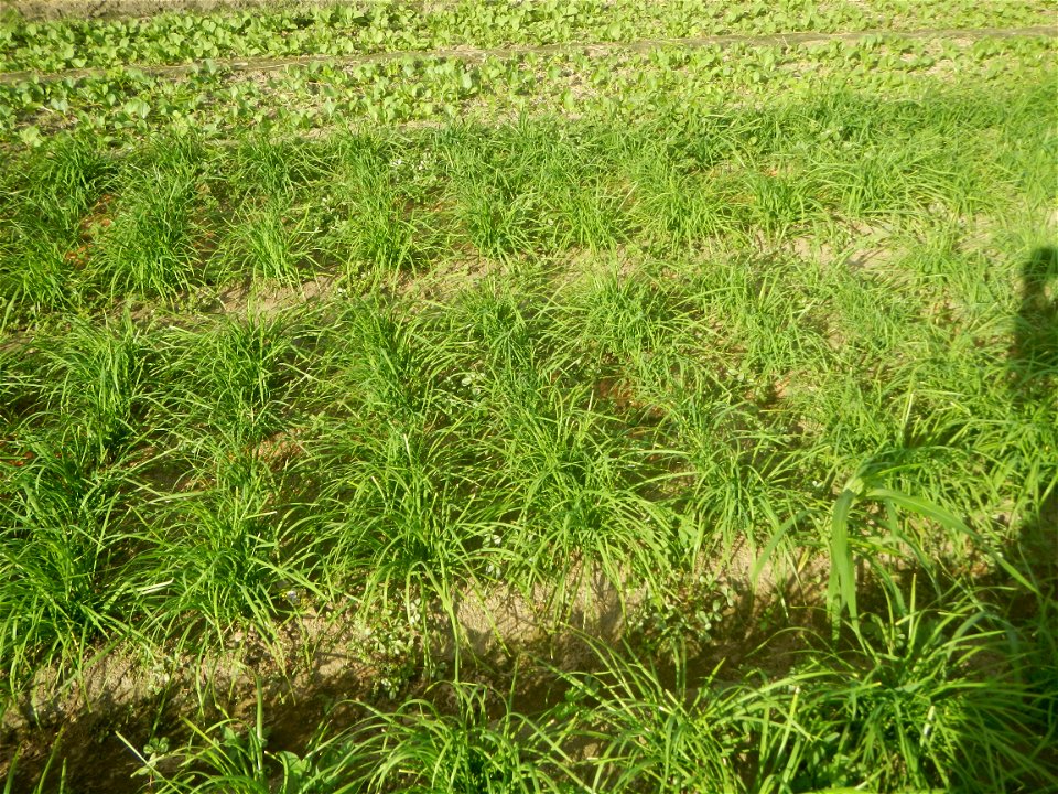 Vegetable plantations in Taal, Pulilan, Bulacan including the Scallion  Sibuyas na mura – green onion, scallion, berdeng sibuyas Spring onions(Philippines)Allium tuberosum (Philippines) Allium tuberos