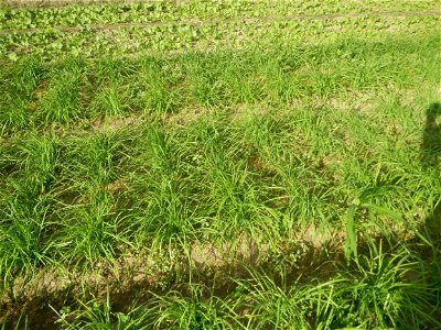 Vegetable plantations in Taal, Pulilan, Bulacan including the Scallion  Sibuyas na mura – green onion, scallion, berdeng sibuyas Spring onions(Philippines)Allium tuberosum (Philippines) Allium tuberos