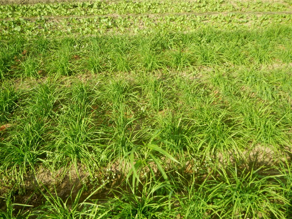 Vegetable plantations in Taal, Pulilan, Bulacan including the Scallion  Sibuyas na mura – green onion, scallion, berdeng sibuyas Spring onions(Philippines)Allium tuberosum (Philippines) Allium tuberos