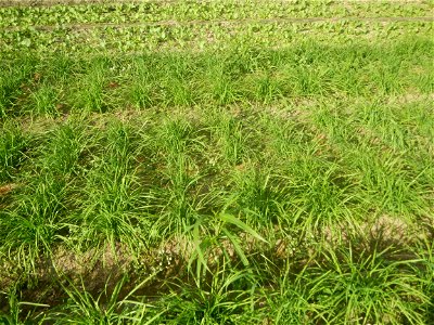 Vegetable plantations in Taal, Pulilan, Bulacan including the Scallion  Sibuyas na mura – green onion, scallion, berdeng sibuyas Spring onions(Philippines)Allium tuberosum (Philippines) Allium tuberos
