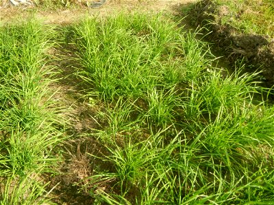 Vegetable plantations in Taal, Pulilan, Bulacan including the Scallion  Sibuyas na mura – green onion, scallion, berdeng sibuyas Spring onions(Philippines)Allium tuberosum (Philippines) Allium tuberos