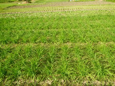 Vegetable plantations in Taal, Pulilan, Bulacan including the Scallion  Sibuyas na mura – green onion, scallion, berdeng sibuyas Spring onions(Philippines)Allium tuberosum (Philippines) Allium tuberos