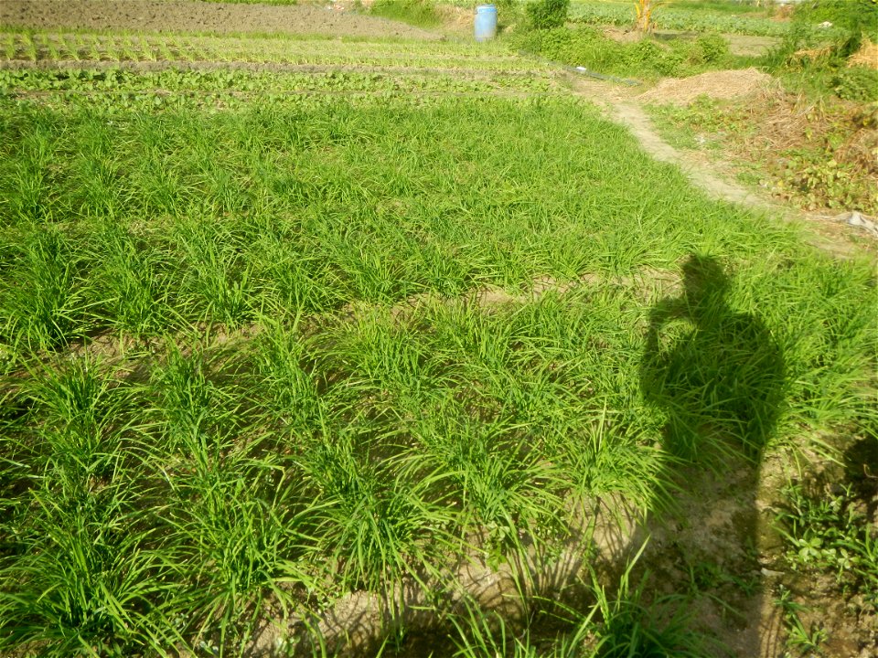 Vegetable plantations in Taal, Pulilan, Bulacan including the Scallion  Sibuyas na mura – green onion, scallion, berdeng sibuyas Spring onions(Philippines)Allium tuberosum (Philippines) Allium tuberos