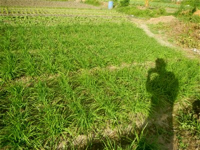 Vegetable plantations in Taal, Pulilan, Bulacan including the Scallion  Sibuyas na mura – green onion, scallion, berdeng sibuyas Spring onions(Philippines)Allium tuberosum (Philippines) Allium tuberos