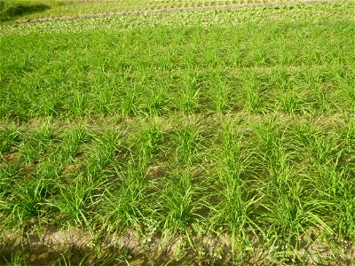 Vegetable plantations in Taal, Pulilan, Bulacan including the Scallion  Sibuyas na mura – green onion, scallion, berdeng sibuyas Spring onions(Philippines)Allium tuberosum (Philippines) Allium tuberos
