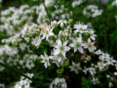 Garlic Chives (Allium tuberosum) blooming in a garden in Pittsburgh