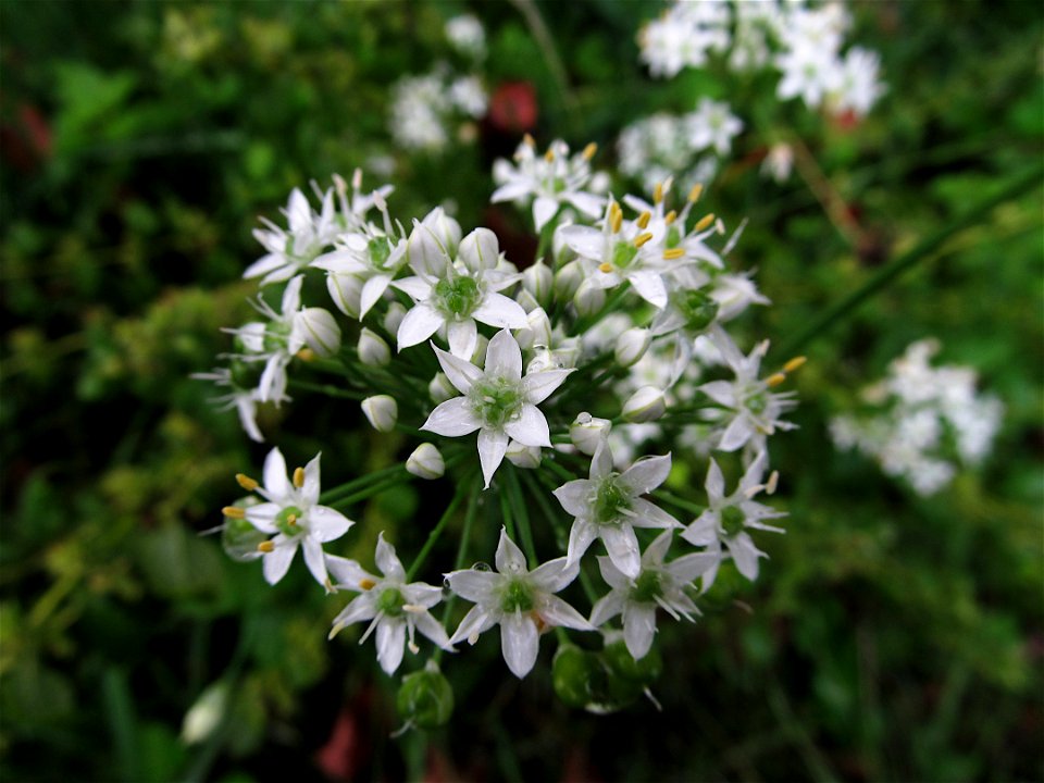 Garlic Chives (Allium tuberosum) blooming in a garden in Pittsburgh