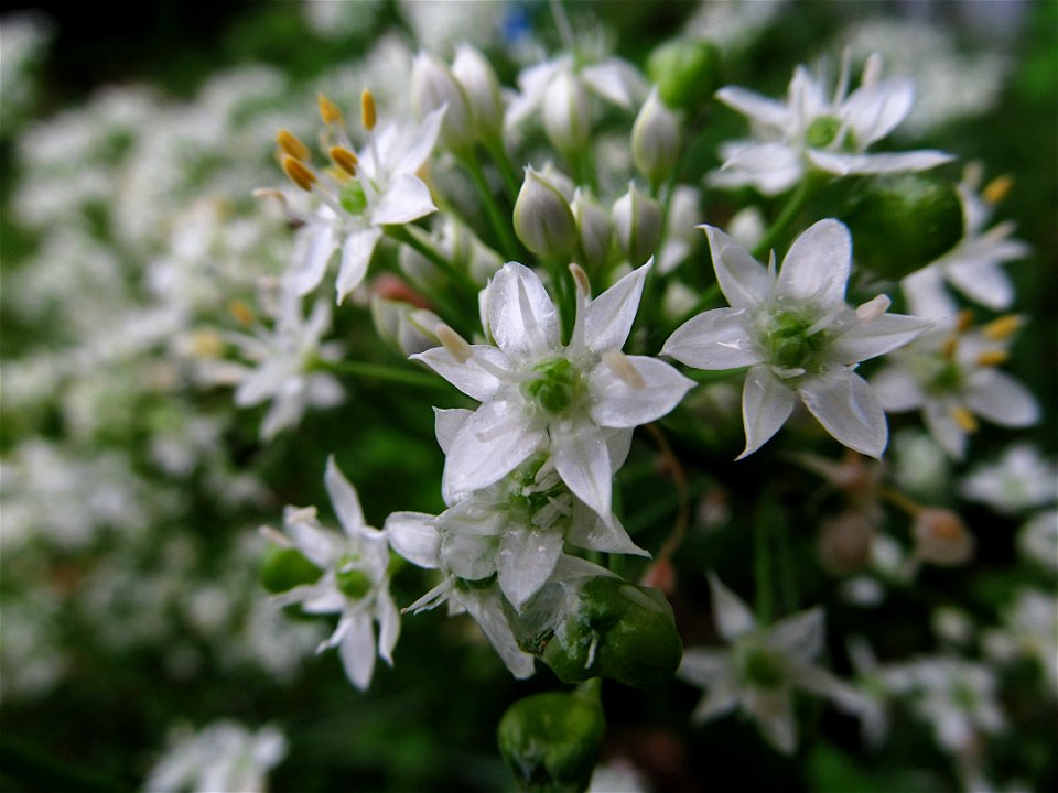 Garlic Chives (Allium tuberosum) blooming in a garden in Pittsburgh