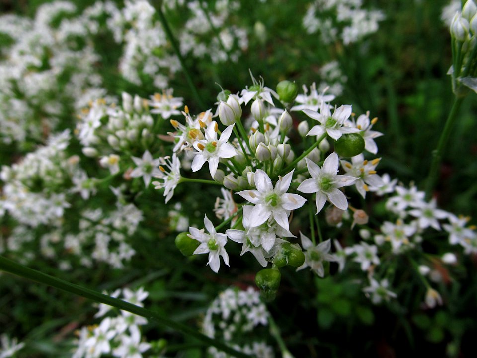 Garlic Chives (Allium tuberosum) blooming in a garden in Pittsburgh