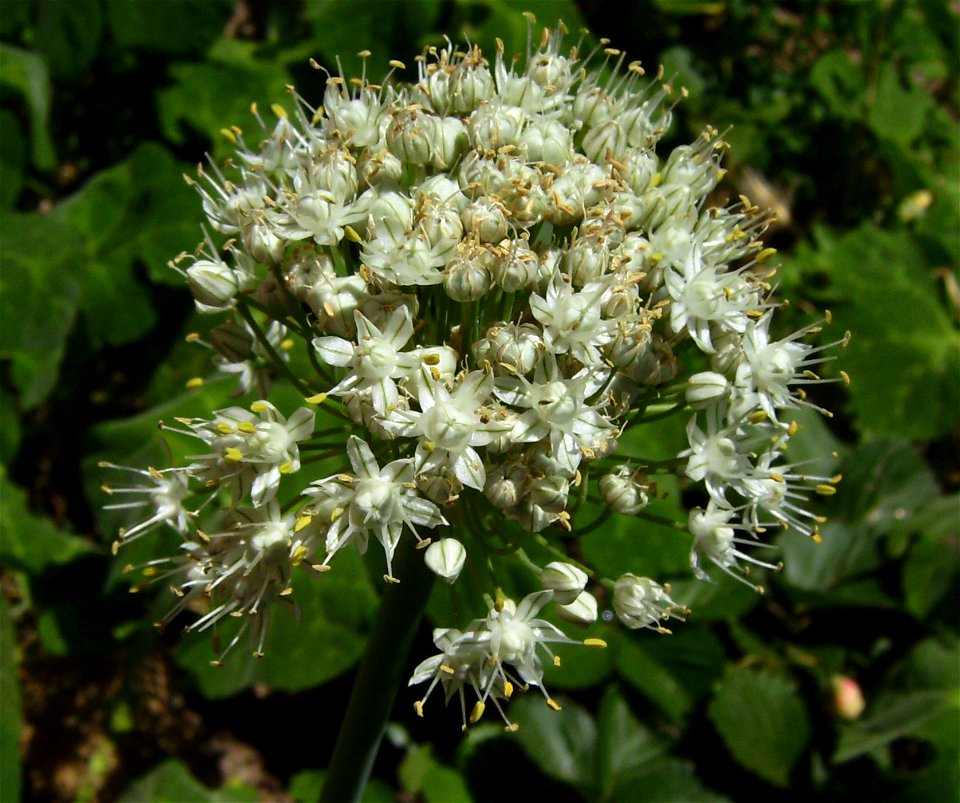 Garlic chives flower (Allium tuberosum) in Castelltallat, Catalonia