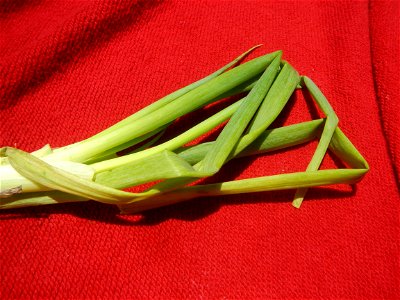 Sitsaro (Philippines) Fabaceae Leguminosae Sitsaro Pisum sativum Linn. L. subsp. sativum var. macrocarpon Ser. Snow Pea Wan dou Sweet peas Siling labuyo Eggplants in the Philippines Luyang dilay spro photo