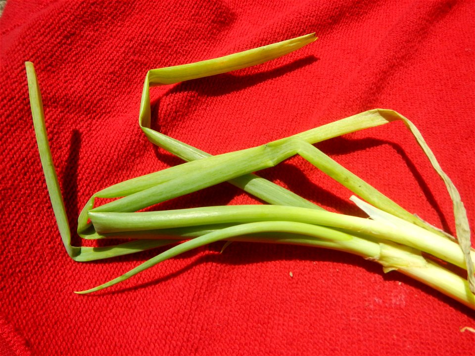 Pan de coco Lengua de gato Leeks (Philippines) photos taken in Barangay Poblacion 14°57'17"N 120°54'2"E Baliuag, Bulacan, Bulacan province (Note: Judge Florentino Floro, the owner, to repeat, Donor Fl