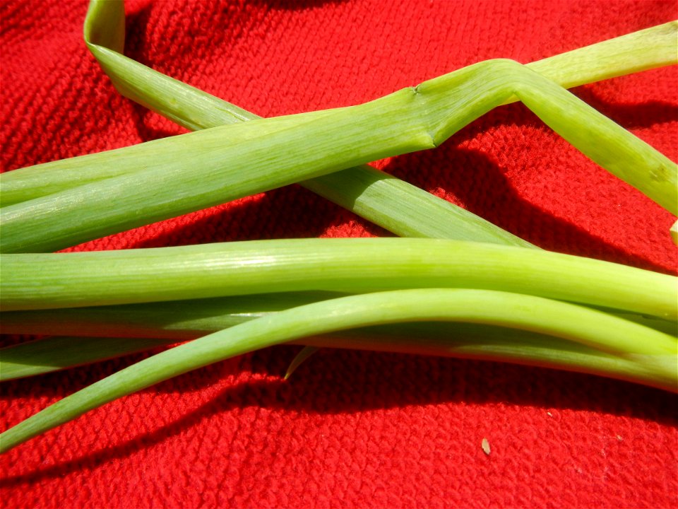 Pan de coco Lengua de gato Leeks (Philippines) photos taken in Barangay Poblacion 14°57'17"N 120°54'2"E Baliuag, Bulacan, Bulacan province (Note: Judge Florentino Floro, the owner, to repeat, Donor Fl