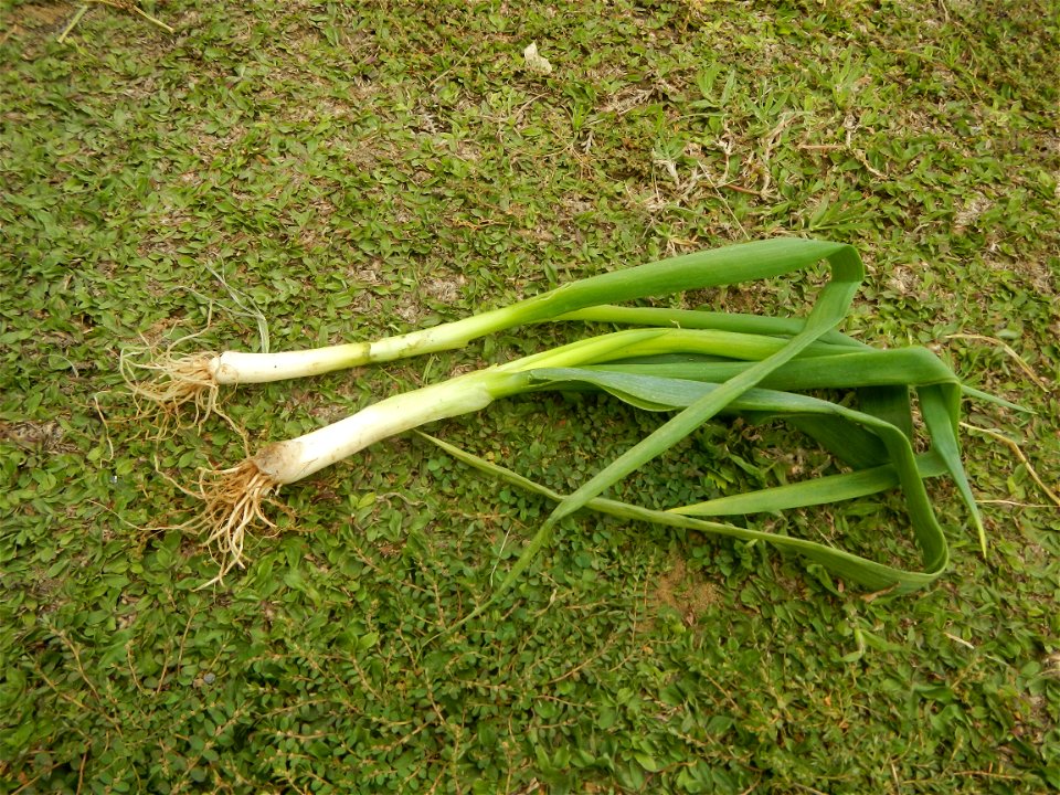 Fried rice in the Philippines Leeks (Philippines) KIntsyay and Repolyo in Barangays Poblacion  14°57'17"N 120°54'2"E Baliuag Town Proper 14°56'58"N 120°53'46"E Baliuag, Bulacan, Bulacan (Note: Judge F
