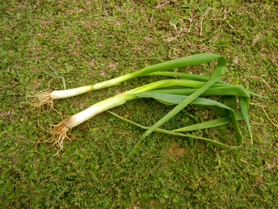 Fried rice in the Philippines Leeks (Philippines) KIntsyay and Repolyo in Barangays Poblacion  14°57'17"N 120°54'2"E Baliuag Town Proper 14°56'58"N 120°53'46"E Baliuag, Bulacan, Bulacan (Note: Judge F