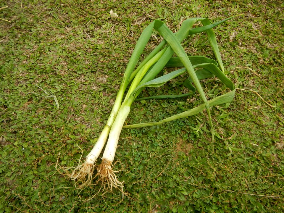 Fried rice in the Philippines Leeks (Philippines) KIntsyay and Repolyo in Barangays Poblacion  14°57'17"N 120°54'2"E Baliuag Town Proper 14°56'58"N 120°53'46"E Baliuag, Bulacan, Bulacan (Note: Judge F