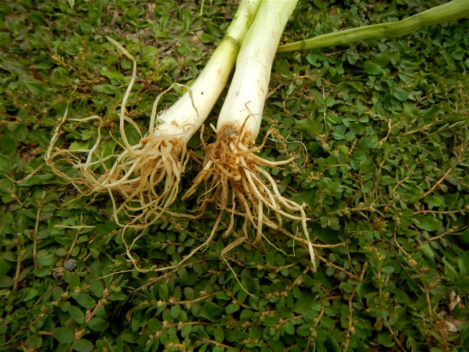 Fried rice in the Philippines Leeks (Philippines) KIntsyay and Repolyo in Barangays Poblacion  14°57'17"N 120°54'2"E Baliuag Town Proper 14°56'58"N 120°53'46"E Baliuag, Bulacan, Bulacan (Note: Judge F