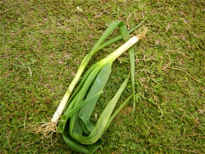 Fried rice in the Philippines Leeks (Philippines) KIntsyay and Repolyo in Barangays Poblacion  14°57'17"N 120°54'2"E Baliuag Town Proper 14°56'58"N 120°53'46"E Baliuag, Bulacan, Bulacan (Note: Judge F