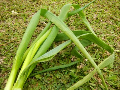 Fried rice in the Philippines Leeks (Philippines) KIntsyay and Repolyo in Barangays Poblacion  14°57'17"N 120°54'2"E Baliuag Town Proper 14°56'58"N 120°53'46"E Baliuag, Bulacan, Bulacan (Note: Judge F