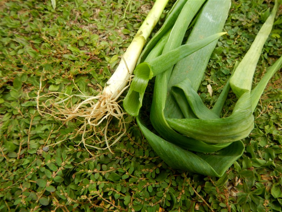 Fried rice in the Philippines Leeks (Philippines) KIntsyay and Repolyo in Barangays Poblacion  14°57'17"N 120°54'2"E Baliuag Town Proper 14°56'58"N 120°53'46"E Baliuag, Bulacan, Bulacan (Note: Judge F