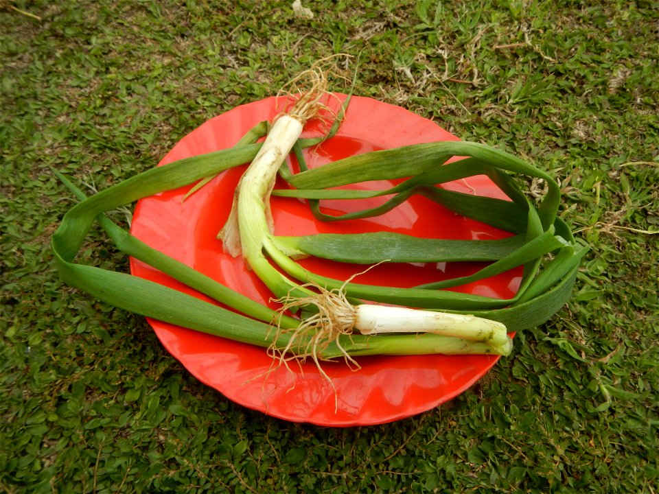 Fried rice in the Philippines Leeks (Philippines) KIntsyay and Repolyo in Barangays Poblacion  14°57'17"N 120°54'2"E Baliuag Town Proper 14°56'58"N 120°53'46"E Baliuag, Bulacan, Bulacan (Note: Judge F