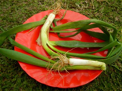 Fried rice in the Philippines Leeks (Philippines) KIntsyay and Repolyo in Barangays Poblacion  14°57'17"N 120°54'2"E Baliuag Town Proper 14°56'58"N 120°53'46"E Baliuag, Bulacan, Bulacan (Note: Judge F