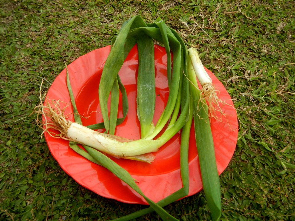 Fried rice in the Philippines Leeks (Philippines) KIntsyay and Repolyo in Barangays Poblacion  14°57'17"N 120°54'2"E Baliuag Town Proper 14°56'58"N 120°53'46"E Baliuag, Bulacan, Bulacan (Note: Judge F