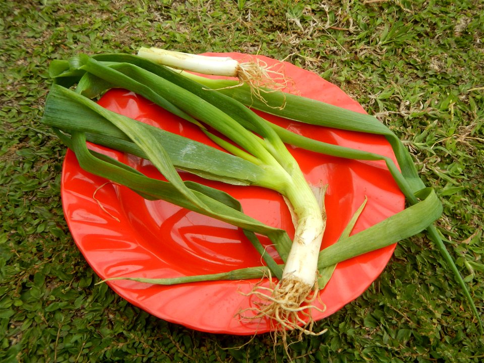 Fried rice in the Philippines Leeks (Philippines) KIntsyay and Repolyo in Barangays Poblacion  14°57'17"N 120°54'2"E Baliuag Town Proper 14°56'58"N 120°53'46"E Baliuag, Bulacan, Bulacan (Note: Judge F