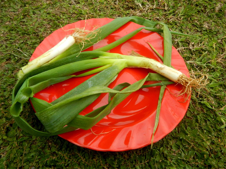 Fried rice in the Philippines Leeks (Philippines) KIntsyay and Repolyo in Barangays Poblacion  14°57'17"N 120°54'2"E Baliuag Town Proper 14°56'58"N 120°53'46"E Baliuag, Bulacan, Bulacan (Note: Judge F