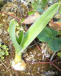 A bulb of jumbo garlic. photo