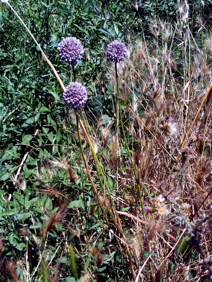 Allium ampeloprasum Habitus Dehesa Boyal de Puertollano, Spain