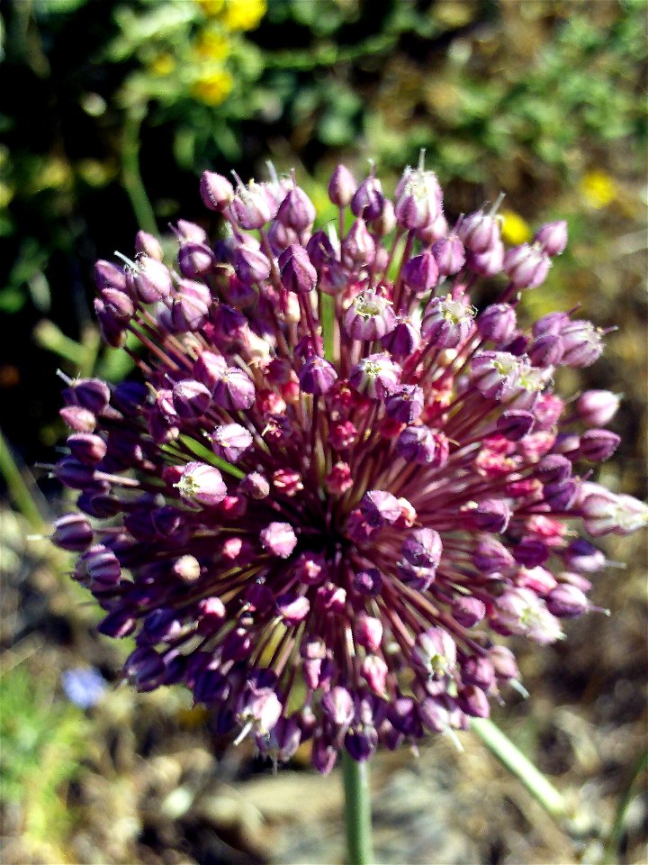 Allium ampeloprasum Inflorescence Dehesa Boyal de Puertollano, Spain