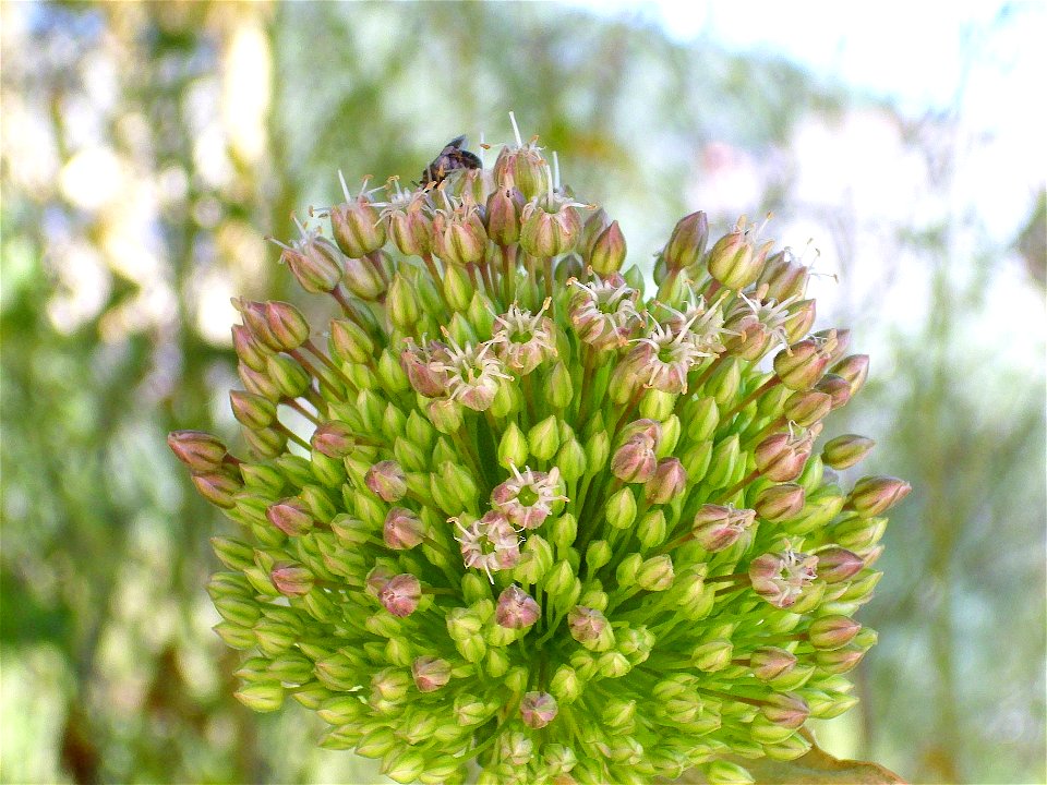 Allium ampeloprasum habit, Sierra Madrona, Spain