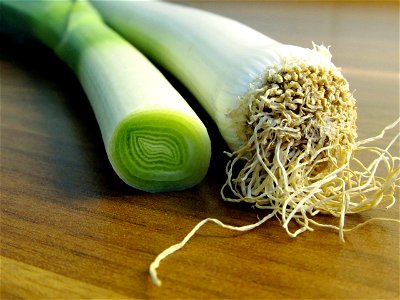 Leek section and root base photo