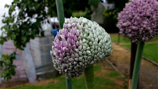 Poireau bientôt en fleur dans un potager.